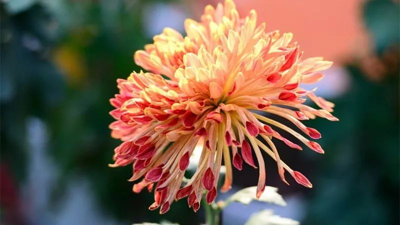 深秋时节的菊花展诗情画意,秋日赏菊30幅菊花图