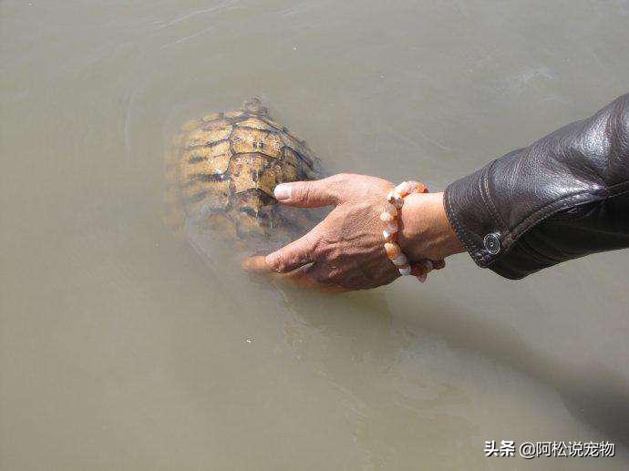 新手养巴西龟需求注意什么,养巴西龟的小技巧搞笑
