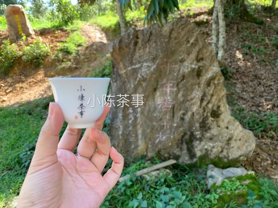 普洱茶古树茶小众山头,普洱茶古树茶与台地茶的区分在哪