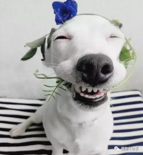 狗狗发情期应该照顾小窍门，快来看看吧