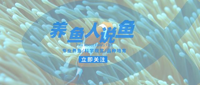 鱼缸绿水就是一个再简单不过的事情，为什么还有人解决不了？