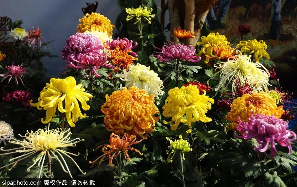 最美的菊花品种大全及价格,世界上最美的八十种菊花大全
