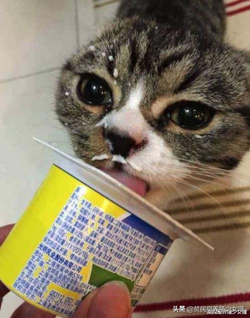 猫咪拉肚子医生给了益生菌,猫咪拉稀喂蒙脱石散需求禁食吗