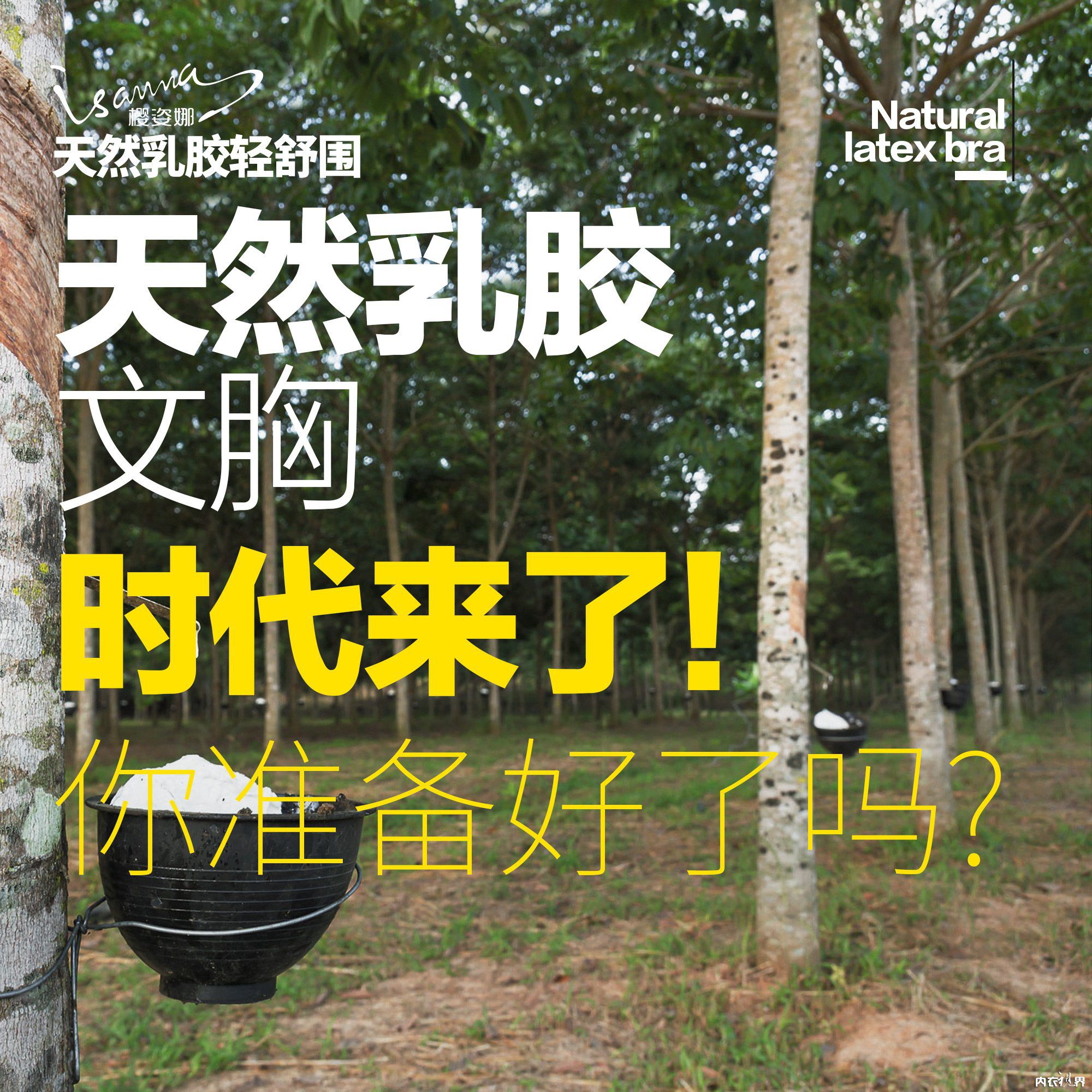 疯了，樱姿娜泰国原装进口天然乳胶轻舒围才卖199元2件