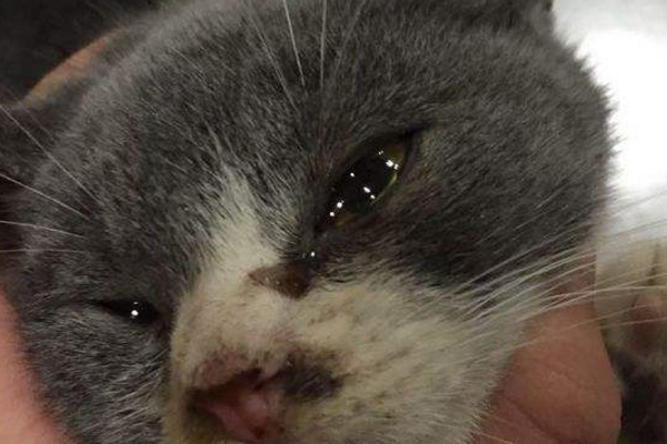猫咪开始流眼泪，千万别忽视，根据不同情况对应治疗！