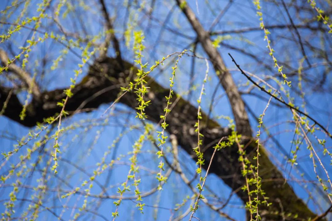 春天是病菌滋生最快的季节吗,春天是最适合疏通经络的季节