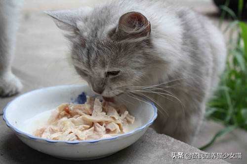 母猫产后如何护理,母猫产后护理