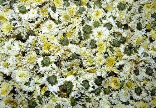 野生菊花与菊花区分,野生的山菊花是不是叫野菊花