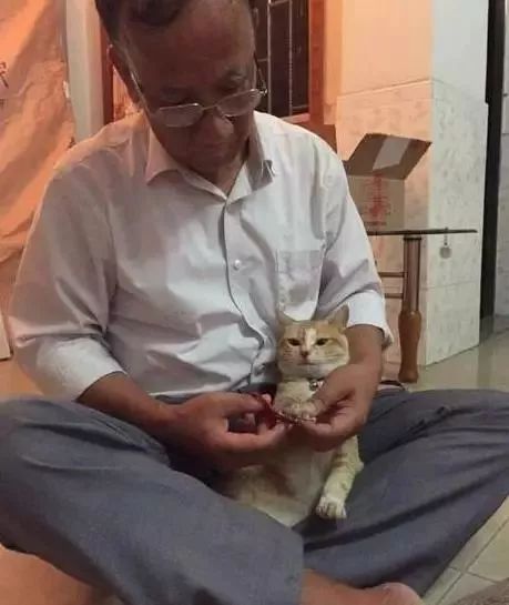 养猫的用处每一个都好硬核 (年轻人养猫和老人养猫的区分)