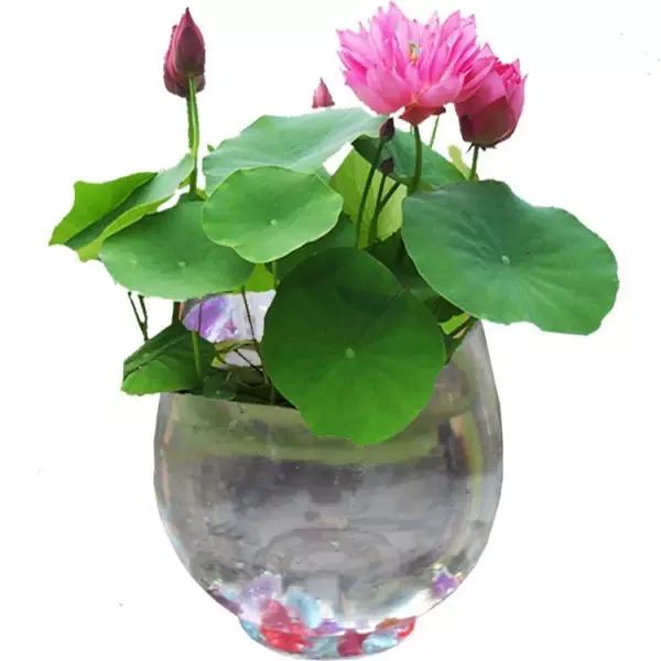 不开花是什么原因怎么治,芍药只长叶不开花什么原因