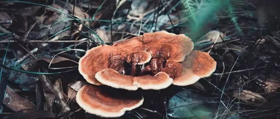 过年走亲戚拜年应该送什么好,给富亲戚拜年送什么好