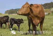 肉牛母牛的饲养技术,母牛标准化饲养管理办法