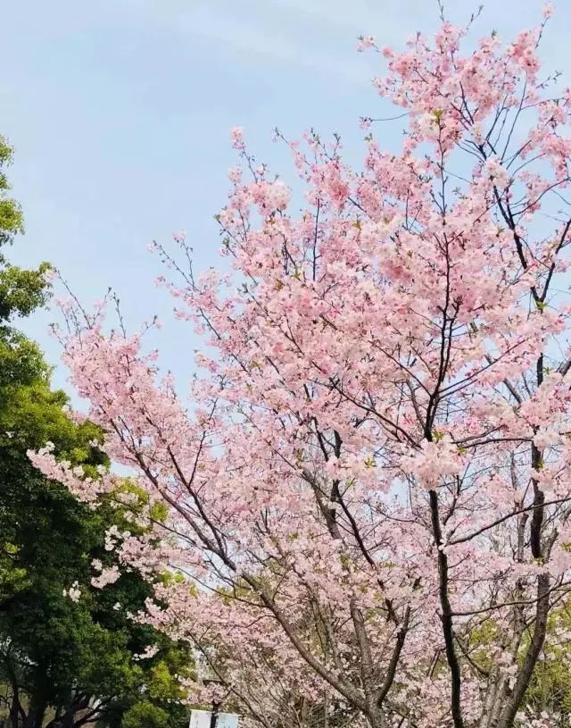 上海人春天爱吃的美食,春天上海最好吃的东西