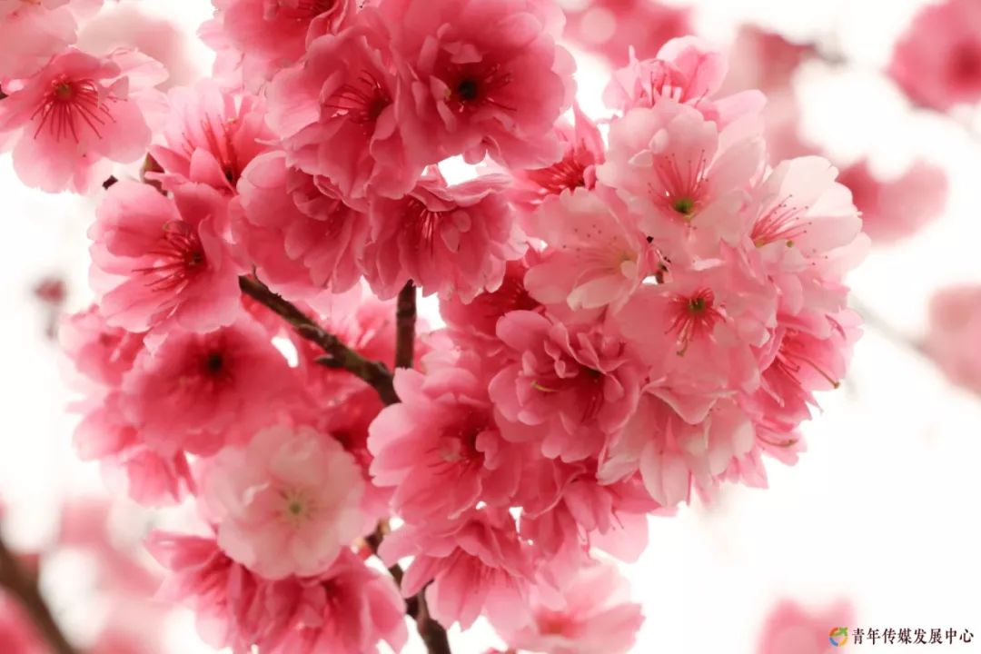海棠与樱花的区分在哪里,海棠樱花桃花怎么区分