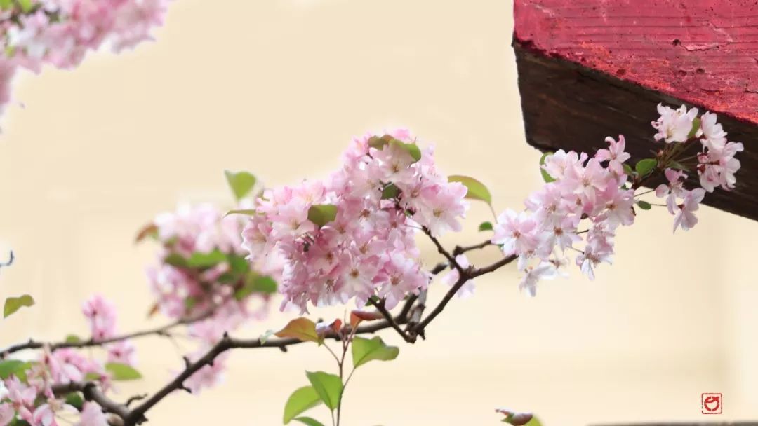 海棠与樱花的区分在哪里,海棠樱花桃花怎么区分