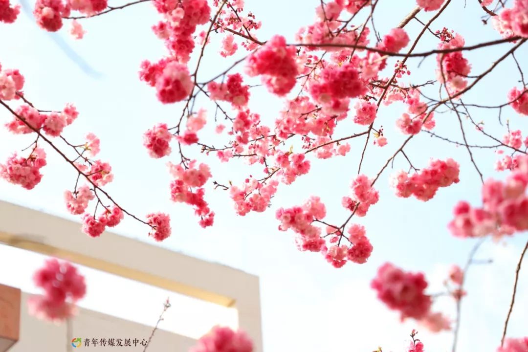 海棠与樱花的区分在哪里,海棠樱花桃花怎么区分
