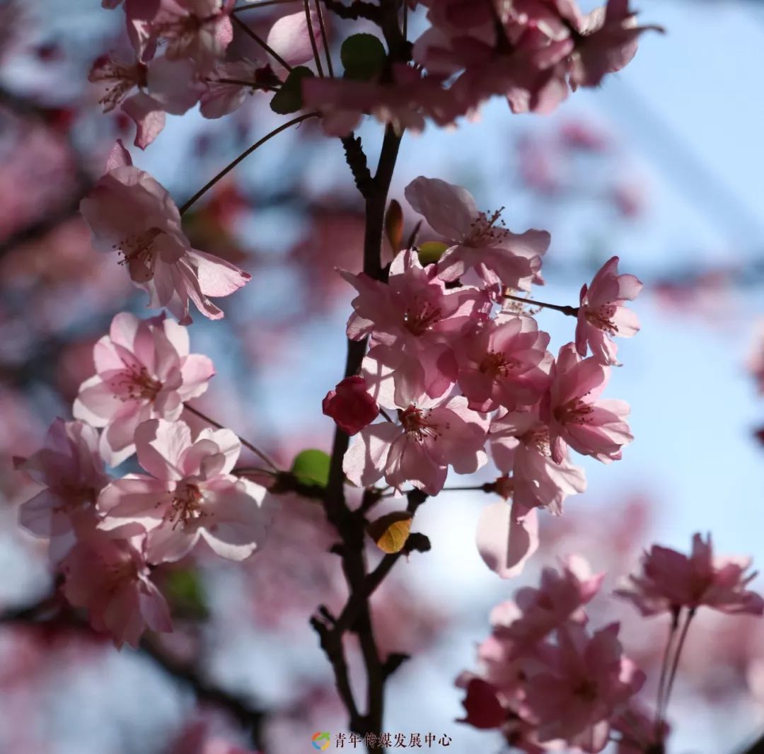 海棠与樱花的区分在哪里,海棠樱花桃花怎么区分