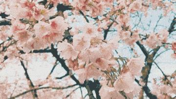 上海顾村公园赏樱花图片,全季顾村公园