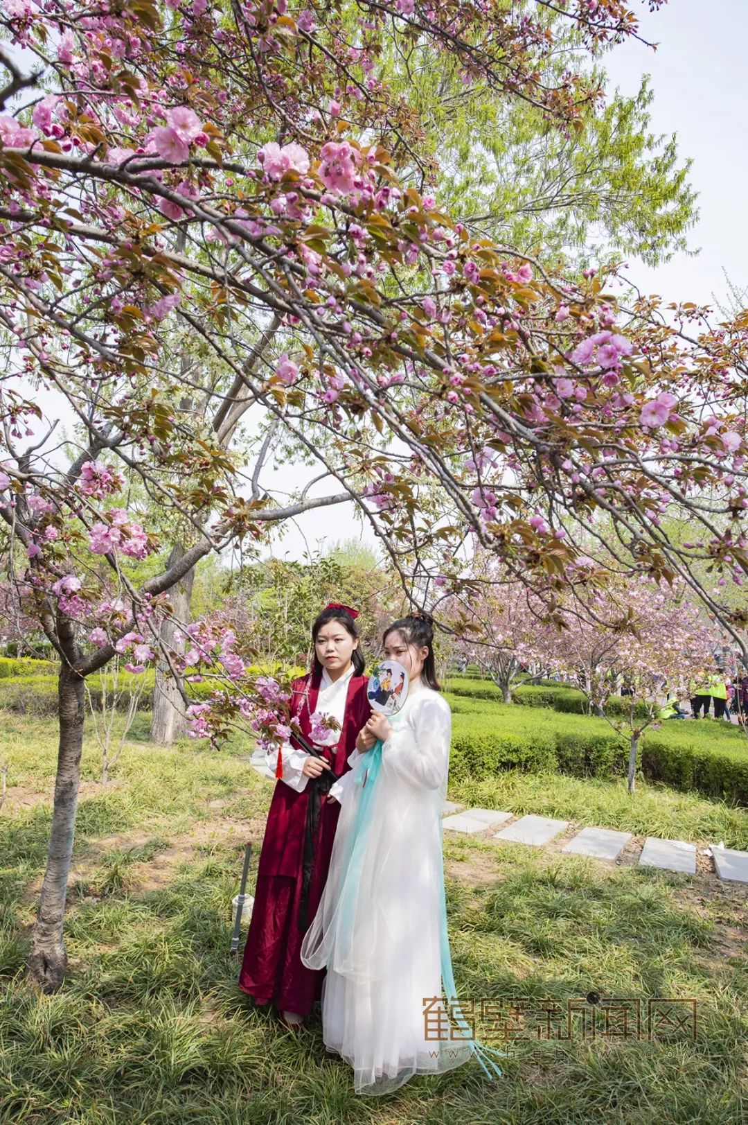 鹤壁樱花节樱花大道,鹤壁樱花节开幕