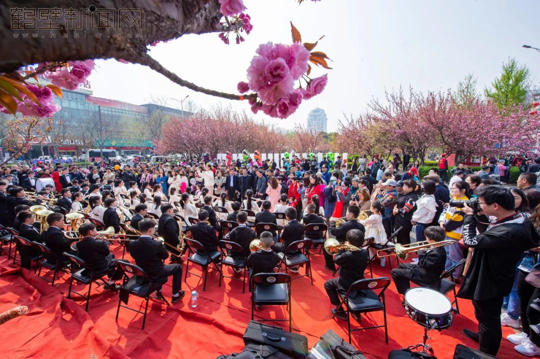 鹤壁樱花节樱花大道,鹤壁樱花节开幕