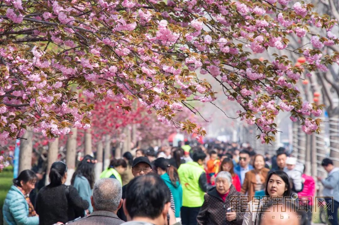鹤壁樱花节樱花大道,鹤壁樱花节开幕