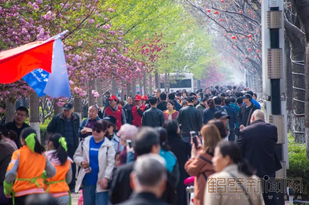 鹤壁樱花节樱花大道,鹤壁樱花节开幕