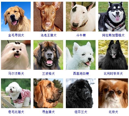 狗狗名字品种大全及图片,狗狗名字品种大全
