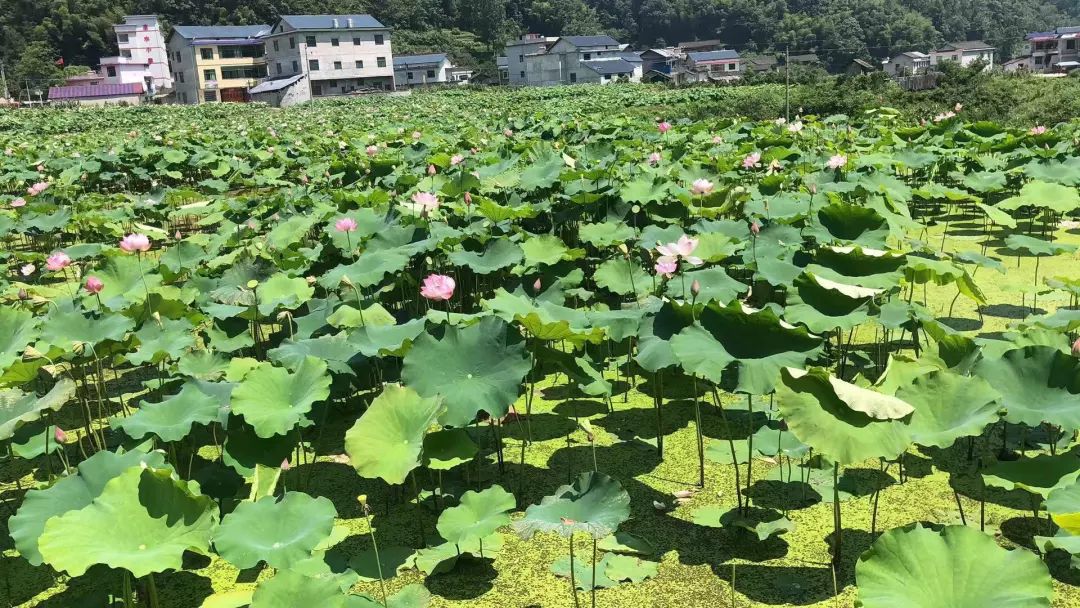 重庆周边武陵山避暑胜地推荐,重庆周边纳凉避暑胜地推荐