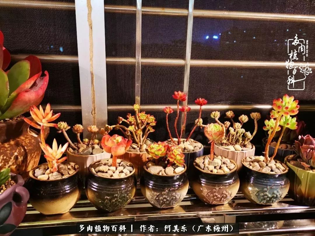 我的阳台“肉园”，看着它们，亦可醉生梦死了