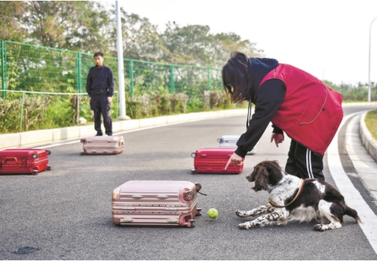 警犬的第一次攻击训练,警犬用每天训练吗
