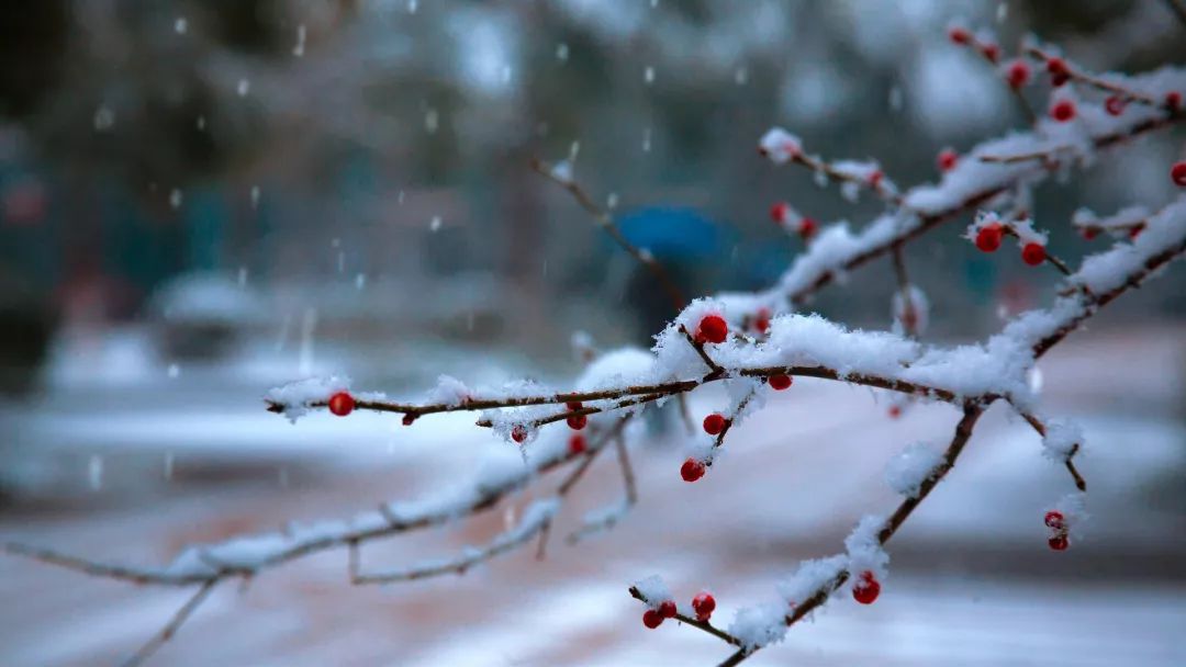 大雪飘飘朗读,大雪飘飘白皑皑