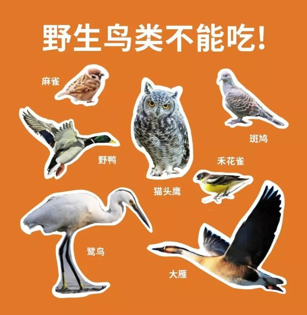 哪些动物属于野味,别再吃野生动物管住自己嘴