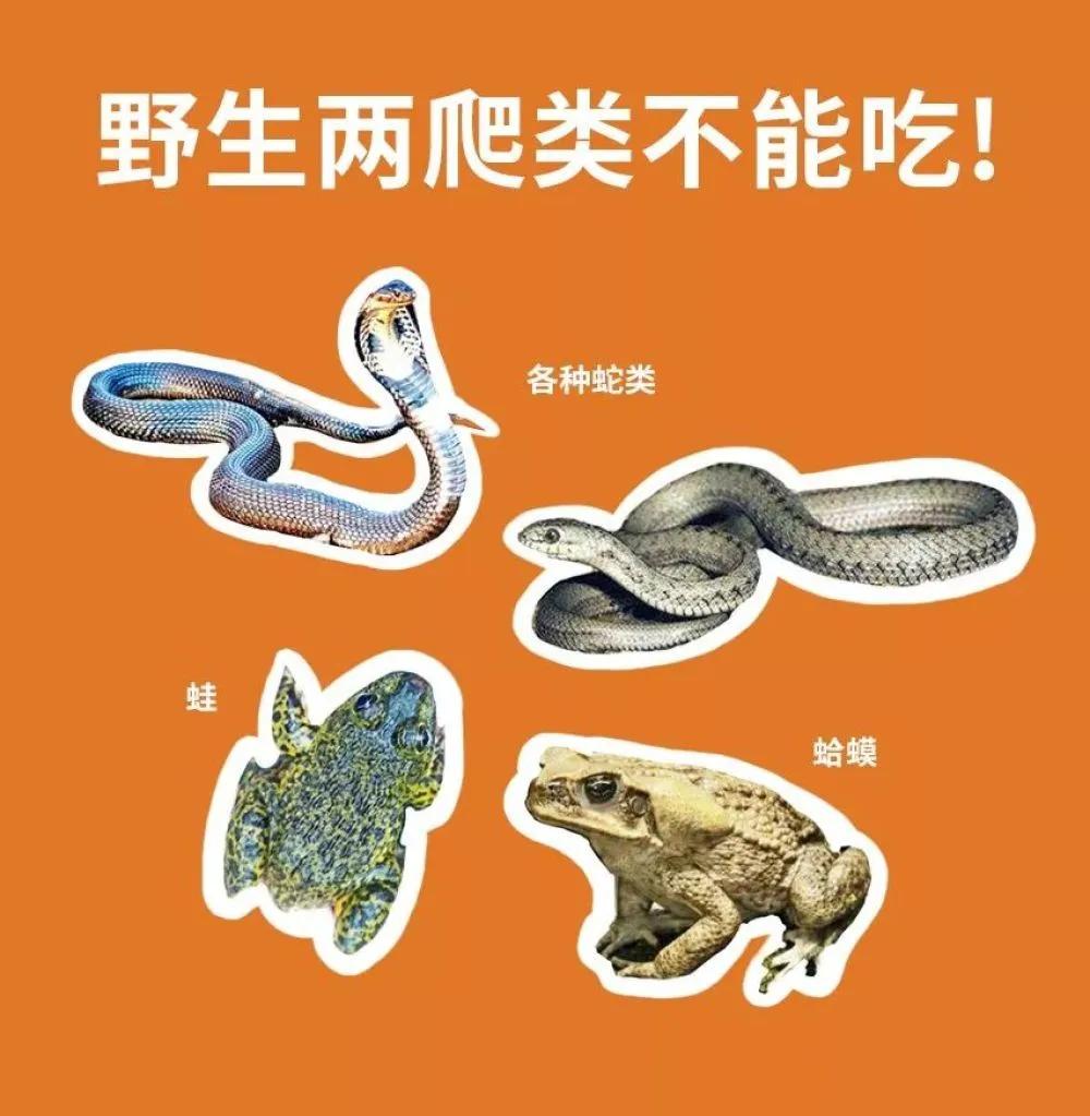 哪些动物属于野味,别再吃野生动物管住自己嘴