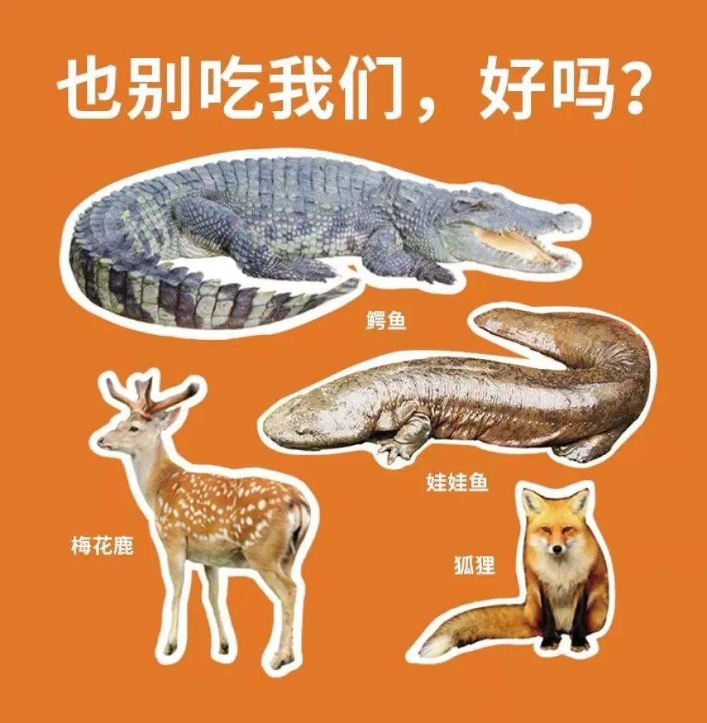 哪些动物属于野味,别再吃野生动物管住自己嘴