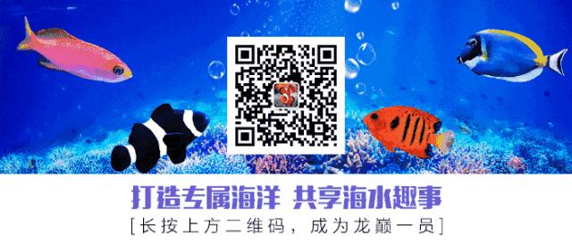 看这里，老司机花式玩转海水鱼