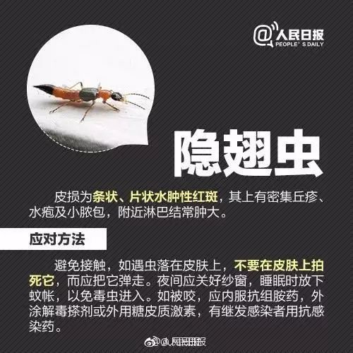 致命来袭十种最危险的昆虫,防不胜防的昆虫