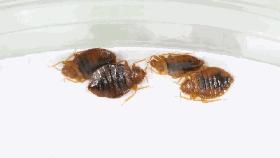 床上衣柜喷一喷，百万螨虫去光光，孕婴都能用的1分钟除螨神器