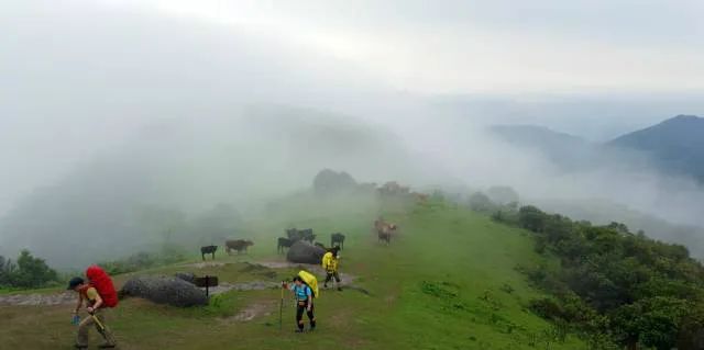 茶香禅韵入梦完整视频,世外桃源神仙度假地