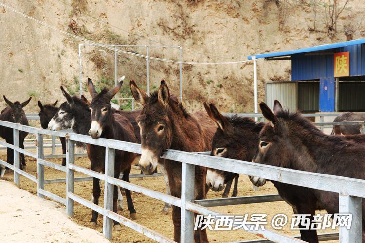 全村养驴致富路线,吴堡县南王家山村