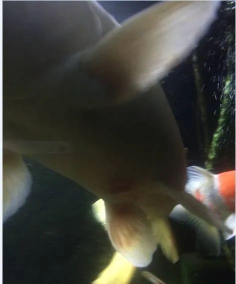 芥子锦鲤最大能长多大,腹水型锦鲤炸鳞最快解决方法