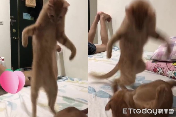 袋鼠被猫咪打了原因竟然这么简单,被猫抓了打疫苗痛苦场面