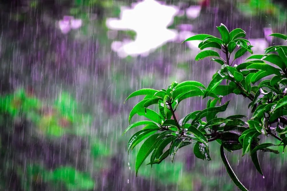 本周迎来高温天气预报表,雷阵雨来袭高温天气持续