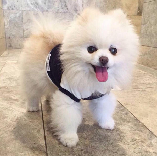 小型犬都容易得皮肤病吗,小型犬都有基因缺陷