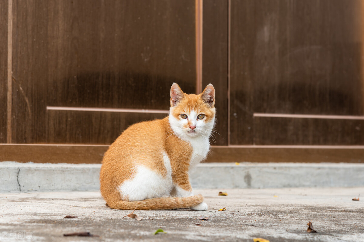 猫咪老是拉稀怎么办,猫咪软便和拉稀区分