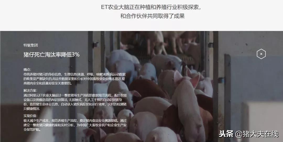 “京东猪”与网易、阿里养的猪有何异同？