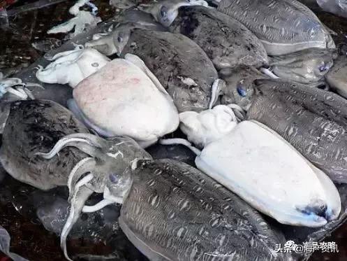 章鱼八爪鱼鱿鱼墨鱼乌贼怎么区分,乌贼章鱼鱿鱼的区分图解