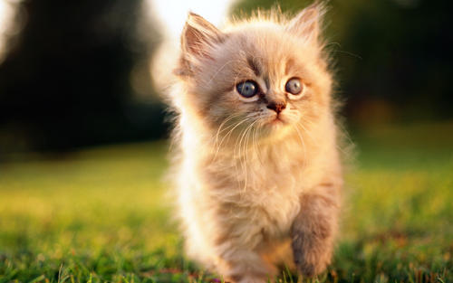 怎么样把受了惊吓的猫引出来,如何惊吓猫咪