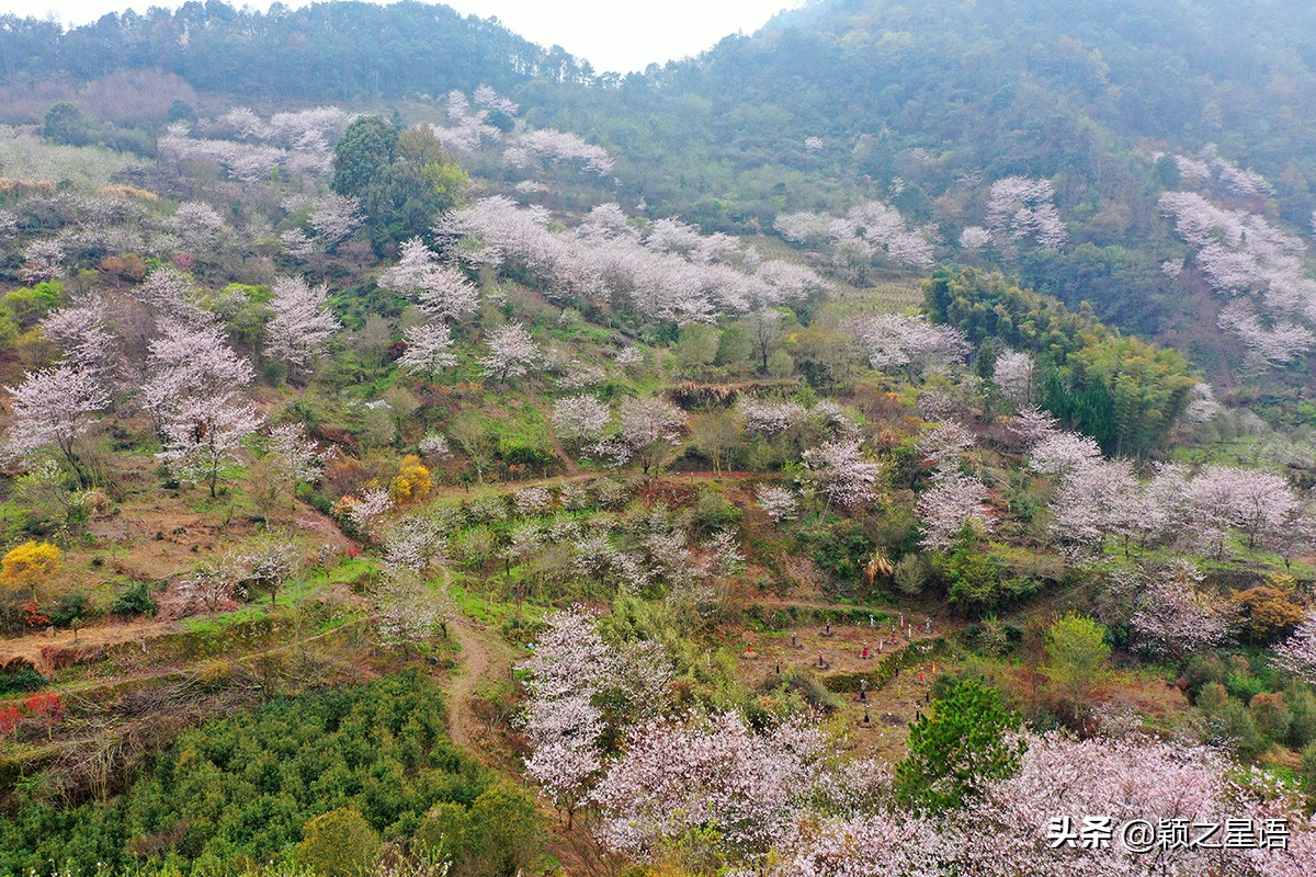 早樱烂漫,看樱花的地方樱花谷