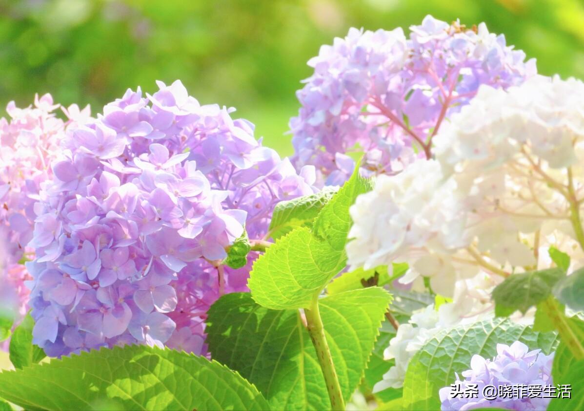 哪20种花有毒,十种花有毒不宜在家养
