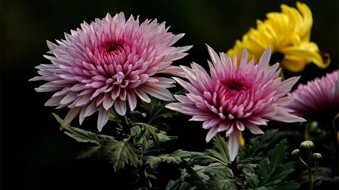 深秋时节的菊花展诗情画意,秋日赏菊30幅菊花图